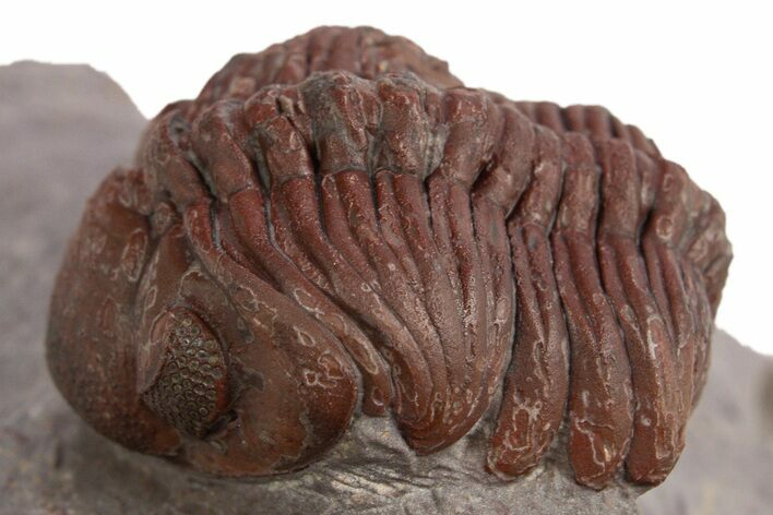 Red Morocops Trilobite - Hmar Laghdad, Morocco #329734